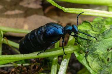 Meloe proscarabaeus genellikle menekşe yağı böceği olarak bilinir yemyeşil yaprakların arasında gezinir ve bir bahar günü güneşin altında güneşlenir..