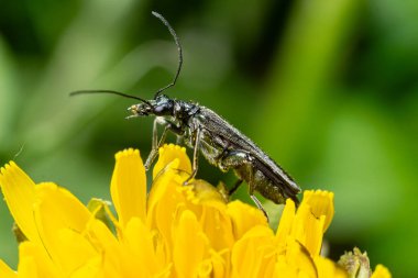 Uzun boynuzlu böcek canlı sarı çiçeğin üzerine tünemiş siyah uzamış vücudunu ve doğal yeşilliğin ortasında etkileyici antenini sergiliyor..