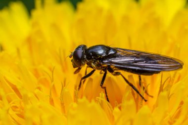 Yeşil İHA sineği Eristalinus aeneus canlı sarı çiçeğe tünemiş verimli bir bahçe ortamında güneşli bir günde nektar topluyor.