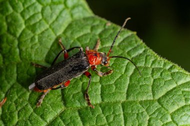 Kantharis pellucida kırmızı bacaklı asker böcek canlı yeşil bir yaprağın üzerinde güneşli bir öğleden sonra aktif olarak nektar ararken dinlenir..
