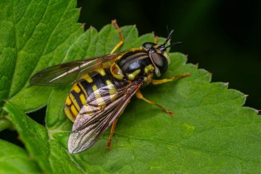 Chrysotxum hoverfly, parlak yeşil bir yaprağın üzerine tünemiş sarı ve siyah renkli levreklerle doğal ortamında güneşli bir anın tadını çıkarıyor..