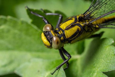 Gomphus vulgatissimus parlak yeşil yaprakların üzerine tünemiş çarpıcı siyah vücudunu ve parlak sarı çizgilerini sergilerken sıcak güneş ışığının tadını çıkarıyor.