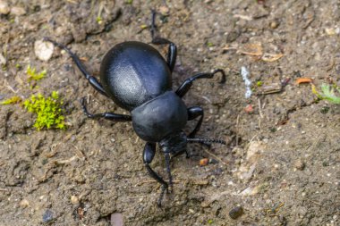 Siyah bir böcek, parlak dış iskeletini ve arka planda yeşil yosun parçalarıyla karışık vücut detaylarını gözler önüne sererek desenli zeminde hareket eder..