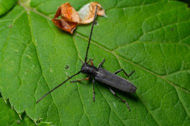 Cerambycidae uzun boynuzlu böceğinin siyah uzun gövdesi doğal güneş ışığı altında dışarıya doğru uzanan çok uzun antenli yeşil bir yaprak üzerinde görülebilir..