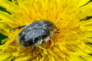 Kıllı gül böceği, güneşli bir bahar öğleden sonrasında yeşil yapraklarla çevrili parlak sarı bir çiçeğin ortasında kendine özgü bulanık dokusunu gözler önüne serer..