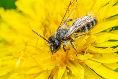 Tozlaşmayla meşgul bir arıya yakın çekim. Açık bahar gökyüzünün altında açan canlı sarı bir karahindiba çiçeğinden polen topluyor..