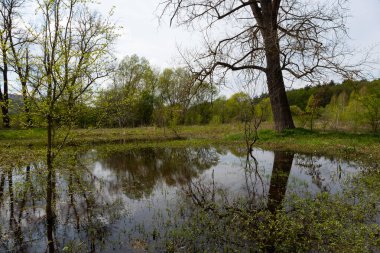 Ternopil oblast 'ta sakin bir ortam, canlı ağaçlar ve yeşilliklerle çevrili bir su birikintisi sergiliyor ve huzurlu bir doğal atmosfer yaratıyor..