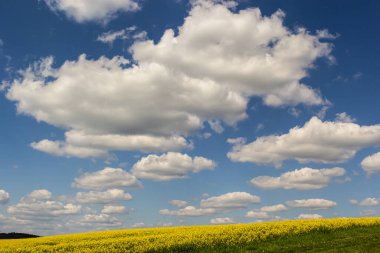 Pofuduk beyaz bulutlar parlak mavi bir gökyüzünde canlı sarı bir tarlanın üzerinde sürükleniyor, doğal güzelliklerle dolu berrak bir bahar gününün özünü somutlaştırıyor..
