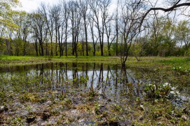 Durgun su, Ternopil Oblastı 'ndaki verimsiz ağaçları ve yemyeşil yeşillikleri yansıtıyor. Ukrayna, doğanın huzurlu bir günde uyanıp, yumuşak güneş ışığıyla yıkandığı yer..