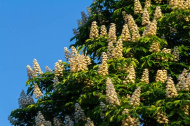 Aesculus hipocastanum büyük bir ağaçtır. Cilt yüzeyi arılar ve böcekler için bir nektar kaynağıdır ve geleneksel tıpta bir malzeme olarak kullanılır..