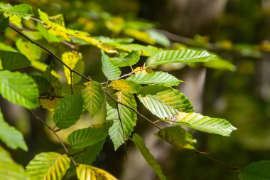 Ulmus pumila kertenkele yaprakları seçici odak noktası, Avrupa boynuz ışını veya karpinus betulus bahçede, yoğun bir çit oluşturan küçük yapraklı bitki, güneş ışığı ile yeşil yaprak deseni, doğa arka planı.