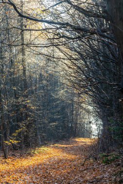 Sakin bir orman patikası turuncu ve kahverengi yapraklardan oluşan bir halıyla bizi çağırıyor. Güneş ışığı dalların arasından akar, sonbaharda ağaçlar arasındaki yolu aydınlatır..