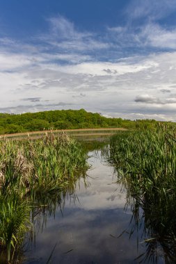 Serene sulak arazide yemyeşil bitki örtüsü ve durgun su var. Gökyüzünü yansıtan bu sakin açık hava ortamında doğanın güzelliğini vurguluyor..