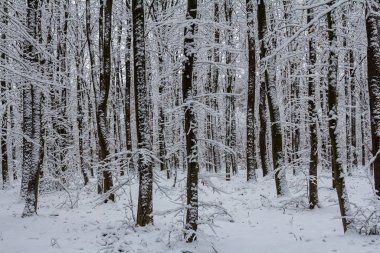 Karla kaplı ılıman, yaprak döken orman boynuz demeti Carpinus betulus ağaçları.