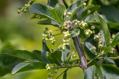 Çiçek açan Avrupa Milli Ağacı, Euonymus Avrupaeus, çiçek açan bitki.