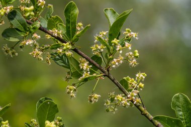 Çiçek açan Avrupa Milli Ağacı, Euonymus Avrupaeus, çiçek açan bitki.
