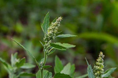 Chenopodium albümü, yenilebilir bitki, yaygın isimler kuzu konserveleri, eritme, kaz ayağı, beyaz kaz ayağı, yabani ıspanak, banyo ve şişman tavuk..