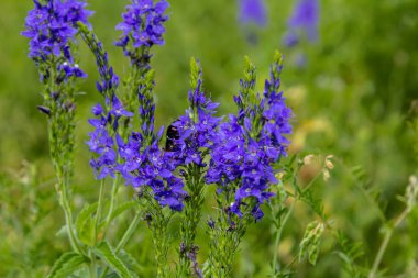 Veronica Spicata Speedwell Syn 'i zehirledi. Pseudolysimachion spicatum, Plantaginaceae familyasından bir bitki türü..