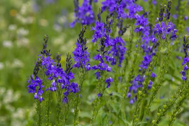 Veronica Spicata Speedwell Syn 'i zehirledi. Pseudolysimachion spicatum, Plantaginaceae familyasından bir bitki türü..