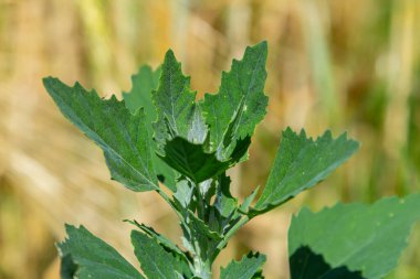 Chenopodium albümü, yenilebilir bitki, yaygın isimler kuzu konserveleri, eritme, kaz ayağı, beyaz kaz ayağı, yabani ıspanak, banyo ve şişman tavuk..