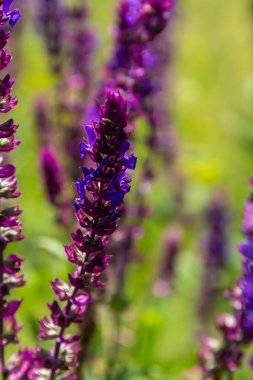 Salvia nemorosa, orman bilgesi, güzel parlak renk, çiçek açmış menekşe mavisi çiçekler, bahçedeki muscadine çiçekli süs bitkileri.