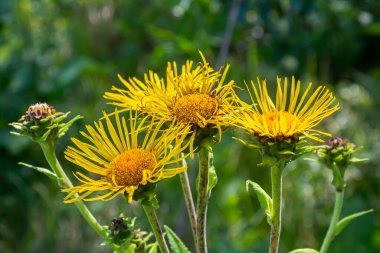 Yeşil yapraklı çiçek açan Inula helenyumu..