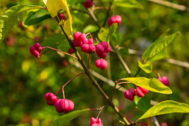 Avrupa Spindle Euonymus europaea 'sı parkta. Kırmızı Şelale Yaprak döken çalıların, Euonymus europaeus 'un sonbaharda yakın plan görüntüsü.