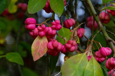 Avrupa Spindle Euonymus europaea 'sı parkta. Kırmızı Şelale Yaprak döken çalıların, Euonymus europaeus 'un sonbaharda yakın plan görüntüsü.