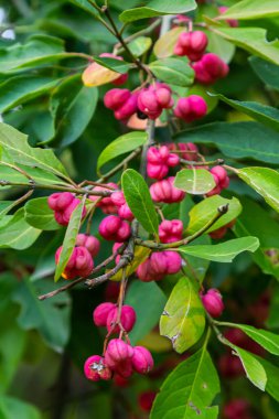 Avrupa Spindle Euonymus europaea 'sı parkta. Kırmızı Şelale Yaprak döken çalıların, Euonymus europaeus 'un sonbaharda yakın plan görüntüsü.
