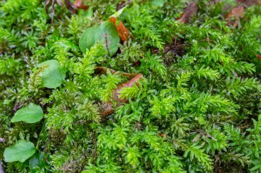 Mnium hornum, Kuğu Boyunlu Thyme-Moss olarak bilinir..