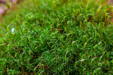 Moss Atrichum undulatum yakın çekim yerel odak.