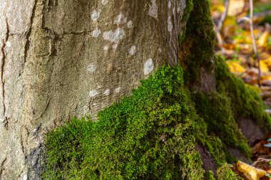 Hornbeam ağacı yosunla kaplıdır..