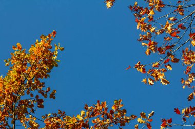 Backgrond sonbahar kayın orman içinde ağaç.