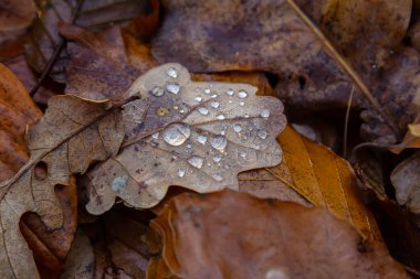 Erken inci çiy damlaları sonbaharda güneşli bir günde kuru meşe yapraklarına düşer..