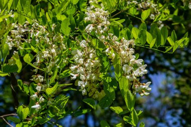 Yaygın robinia, Robinia psödoacia ağaçta beyaz çiçekler.