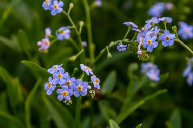Myosotis akrepleri doğru ya da su beni unutma. Türkçe adı: Unutma beni cicegi.