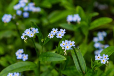 Myosotis palustris Myosotis palustris Myosotis çiçekleri bahar mevsiminde çiçek açarlar. Unutma beni çiçekli, parlak yeşil yapraklı makro mavi.