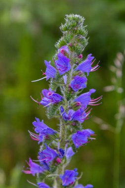 Echium vulgare, Boraginaceae familyasından bir bitki türü..