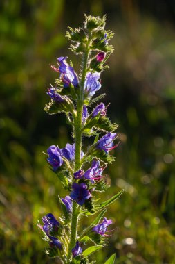 Echium vulgare, Boraginaceae familyasından bir bitki türü..