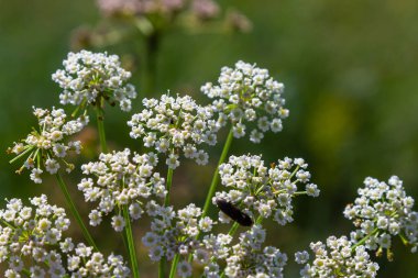 Daucus carota yaban havucu açan bitki olarak bilinir..