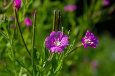 willow-herb epilobium hirsutum during flowering. Medicinal plant with red flowers.