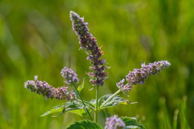 Yazın, uzun zamandır bırakılan nane şekeri Mentha longifolia vahşi doğada yetişir..