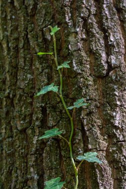 Gri-kahverengi ağaç kabuğundaki sarmaşık sarmaşığının taze yeşil yaprakları..