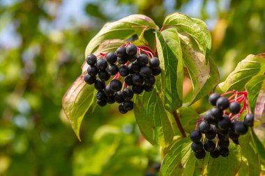 Cornus sanguinea, tohum familyasından bir bitki türü. Küçük çiçekli ve yenmez böğürtlenli uzun bir çalılık. Çim kuyusu süs bitkisi olarak yetiştirilir..