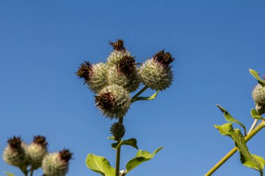 Arctium tomentosum, Asteraceae familyasına ait bir burdock türüdür..