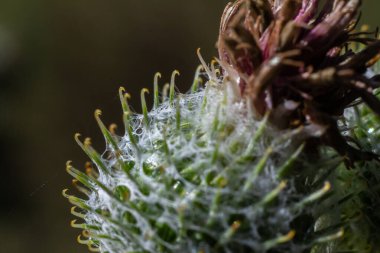 Arctium tomentosum, Asteraceae familyasına ait bir burdock türüdür..