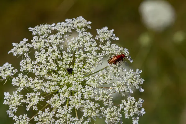 Daucus carota yaban havucu açan bitki olarak bilinir..