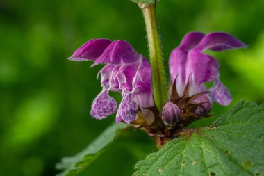 Kırmızı ölü ısırgan otlarının mor çiçekleri canlı yeşil yapraklar arasında gelişir ve güneşli bir bahar günü doğal ortamlarında karmaşık yapılarını sergilerler..