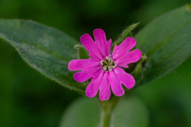 Kızıl Campion olarak bilinen Silene dioica, bahar mevsimi boyunca gür yeşil yaprakların arasında çarpıcı pembe çiçeklerini sergiliyor..