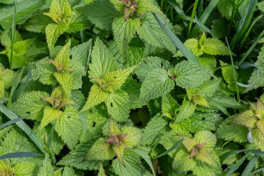 Canlı Lamium purpureum bitkileri, sıcak bahar mevsiminde çimenli bir alanda gelişen tırtıklı yapraklar ve çarpıcı mor çiçekler sergiler..
